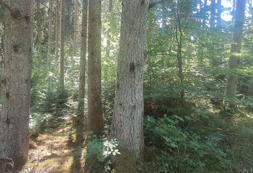 Zwei Grundstücke. 2.891 m² Wald in Bildechingen. Ihr Gebot entscheidet.